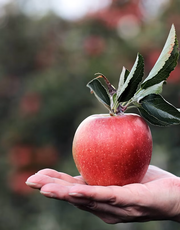 Apple in hand